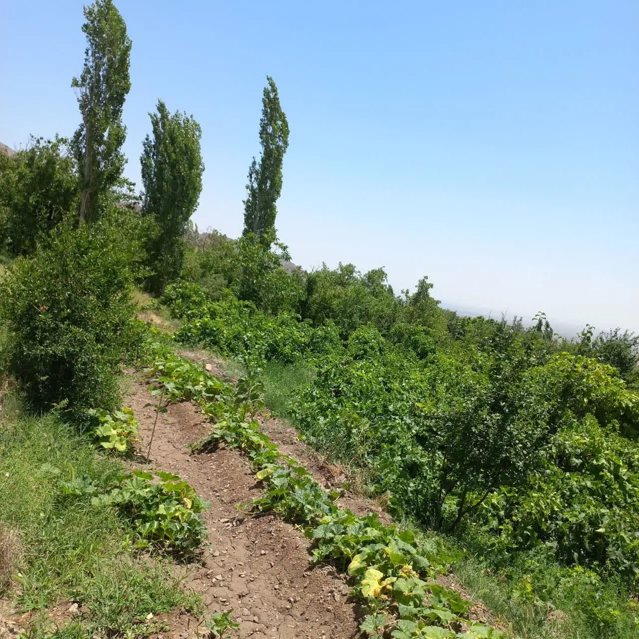 باغ ۱ هکتاری بارور با آب رایگان و امکانات
