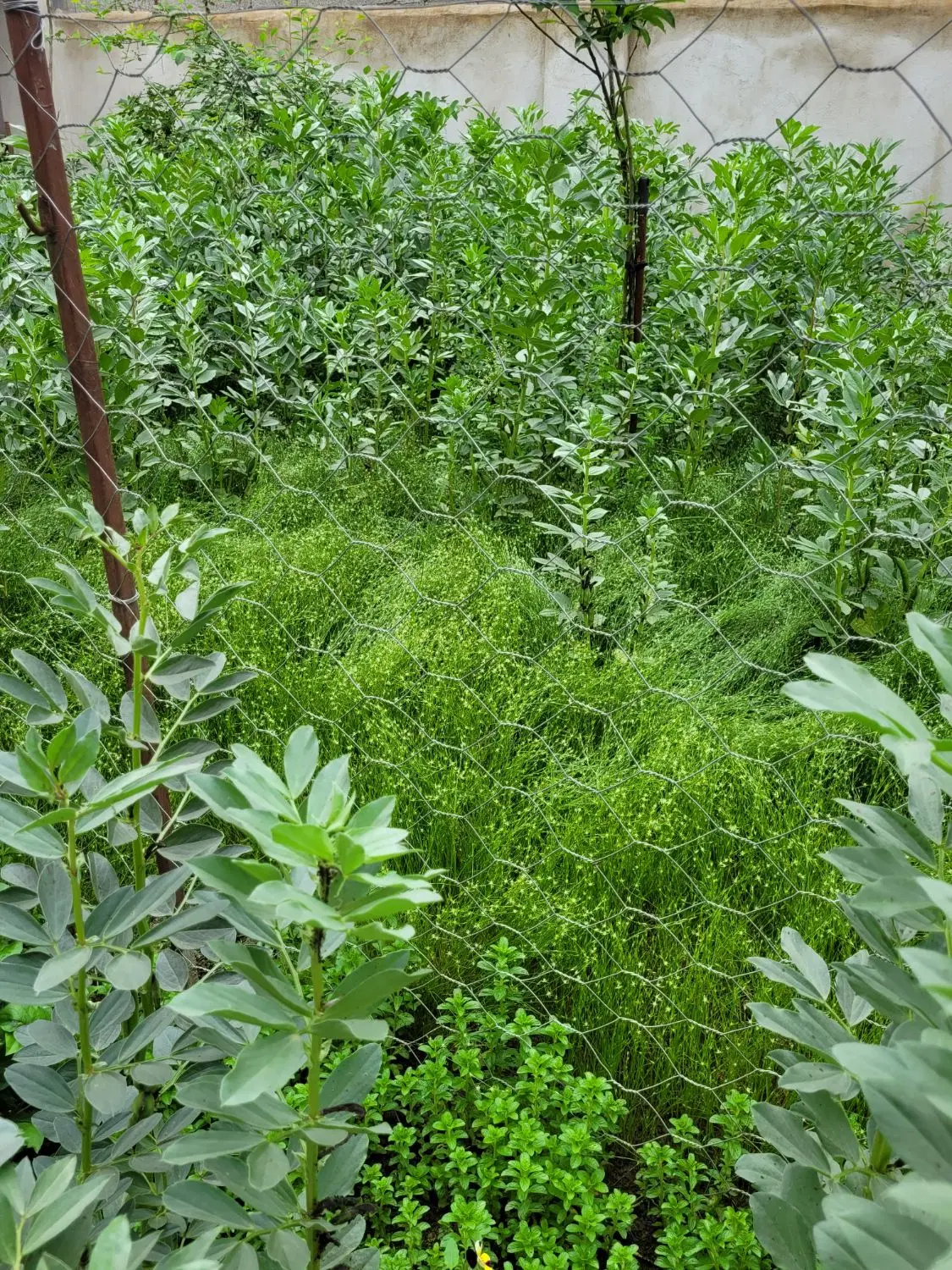زمین ۵۰۰ مترمربع صومعه سرا ضیابر روستای قرابا