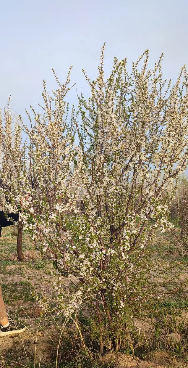 زمین