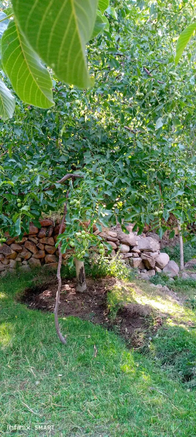 باغ درعنصرود