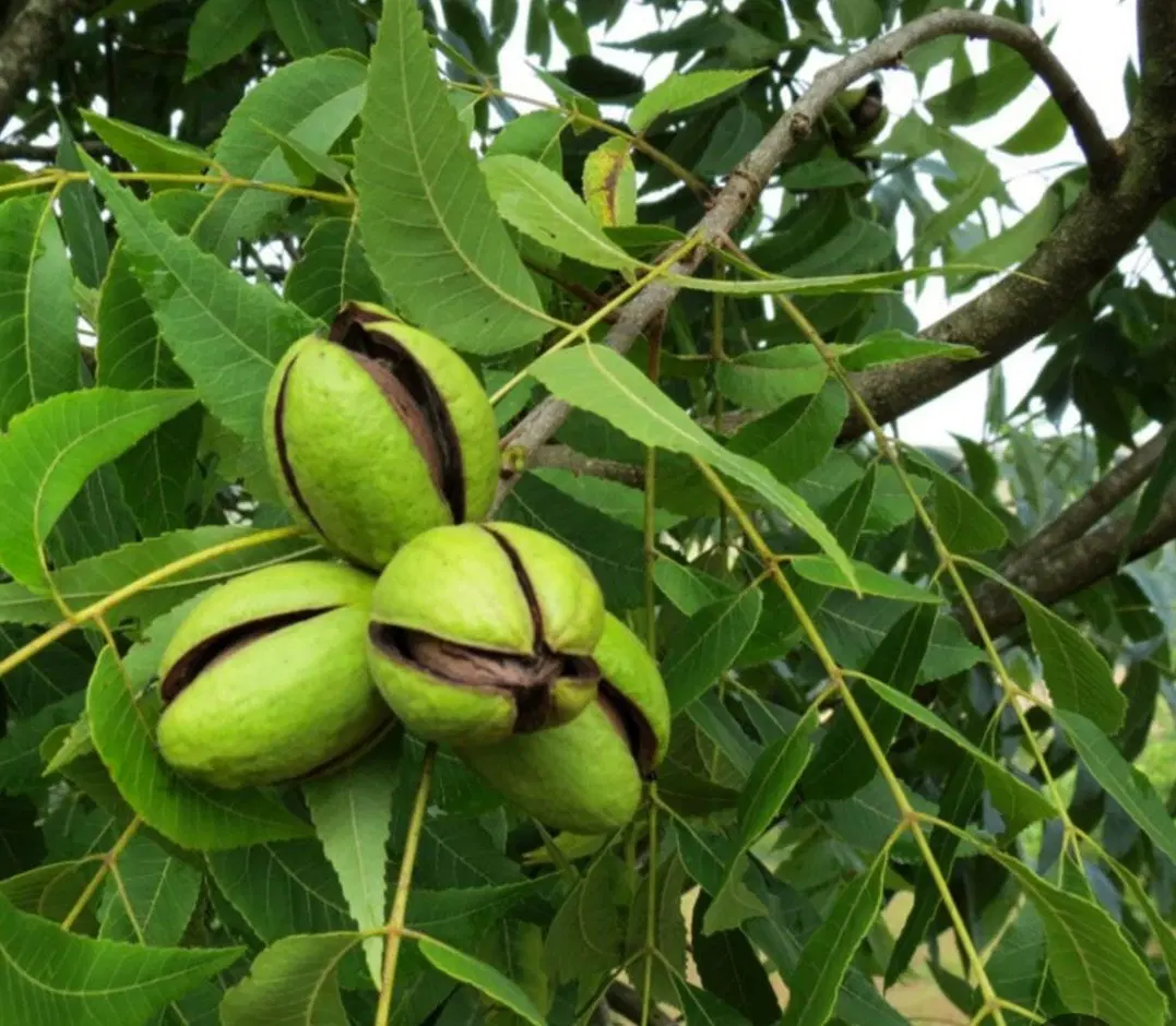 فروش باغ گردو پرثمر