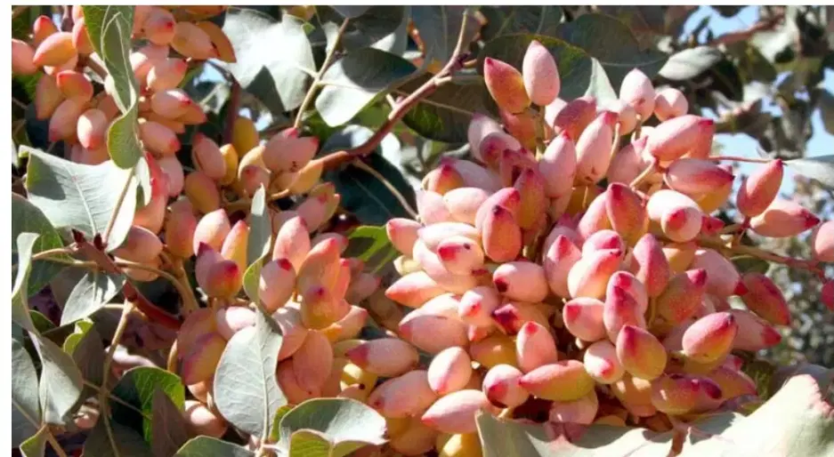 فروش باغ پسته
