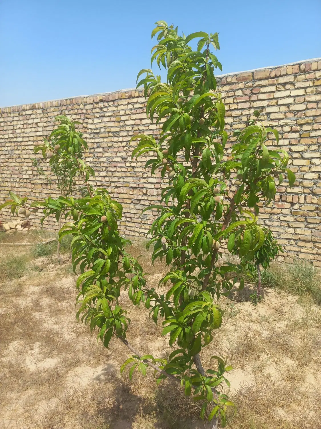 باغ با درختان میوه 600متر در خادم اباد
