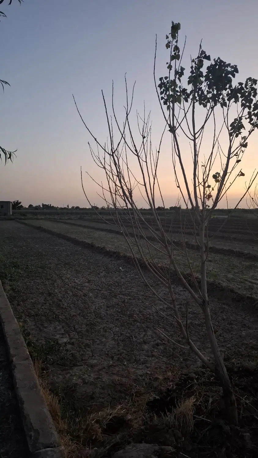 باغ وزمین کشاورزی قراملک
