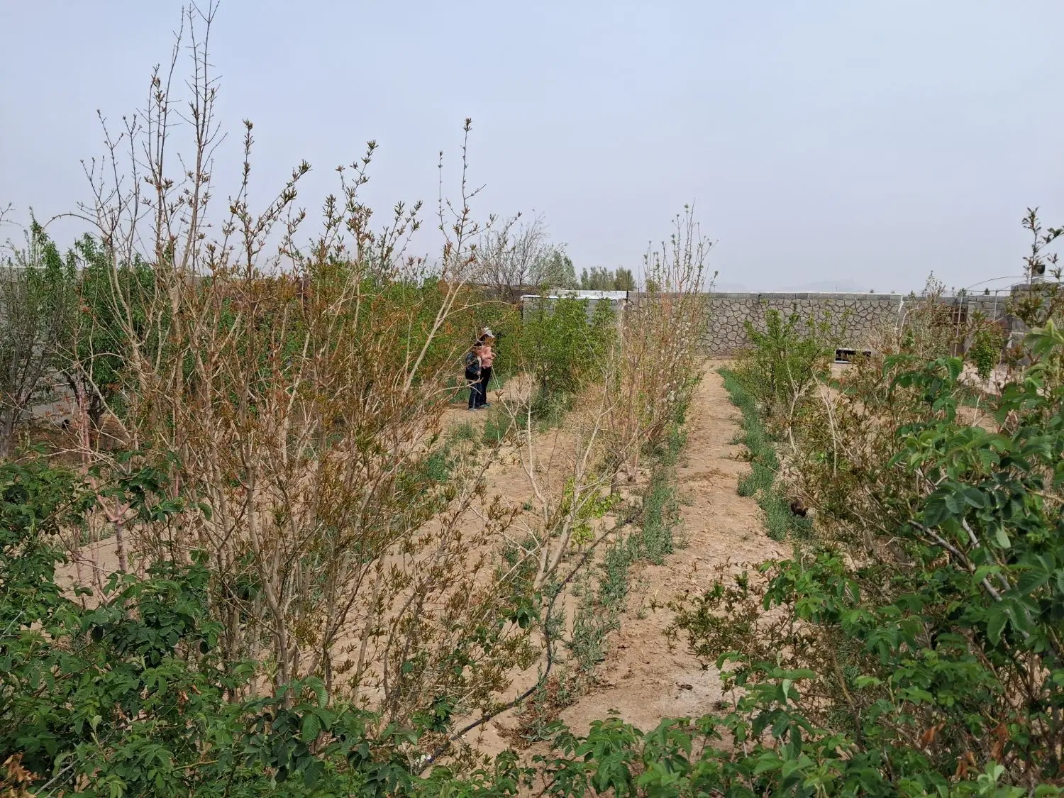 فروش خانه باغ بهادران ( مهدی آباد)