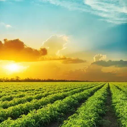 زمین فروشی مسکونی نجف آباد یزد متراژ 215 دارای سند