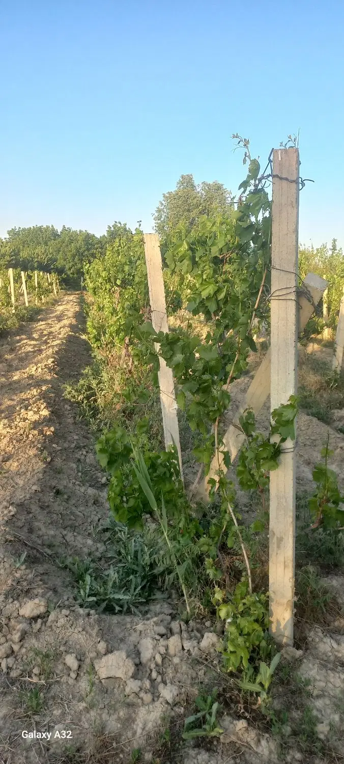 باغ انگور ،دارای آب وبرق اشنراکی،بمتراژ۸۰۰متر