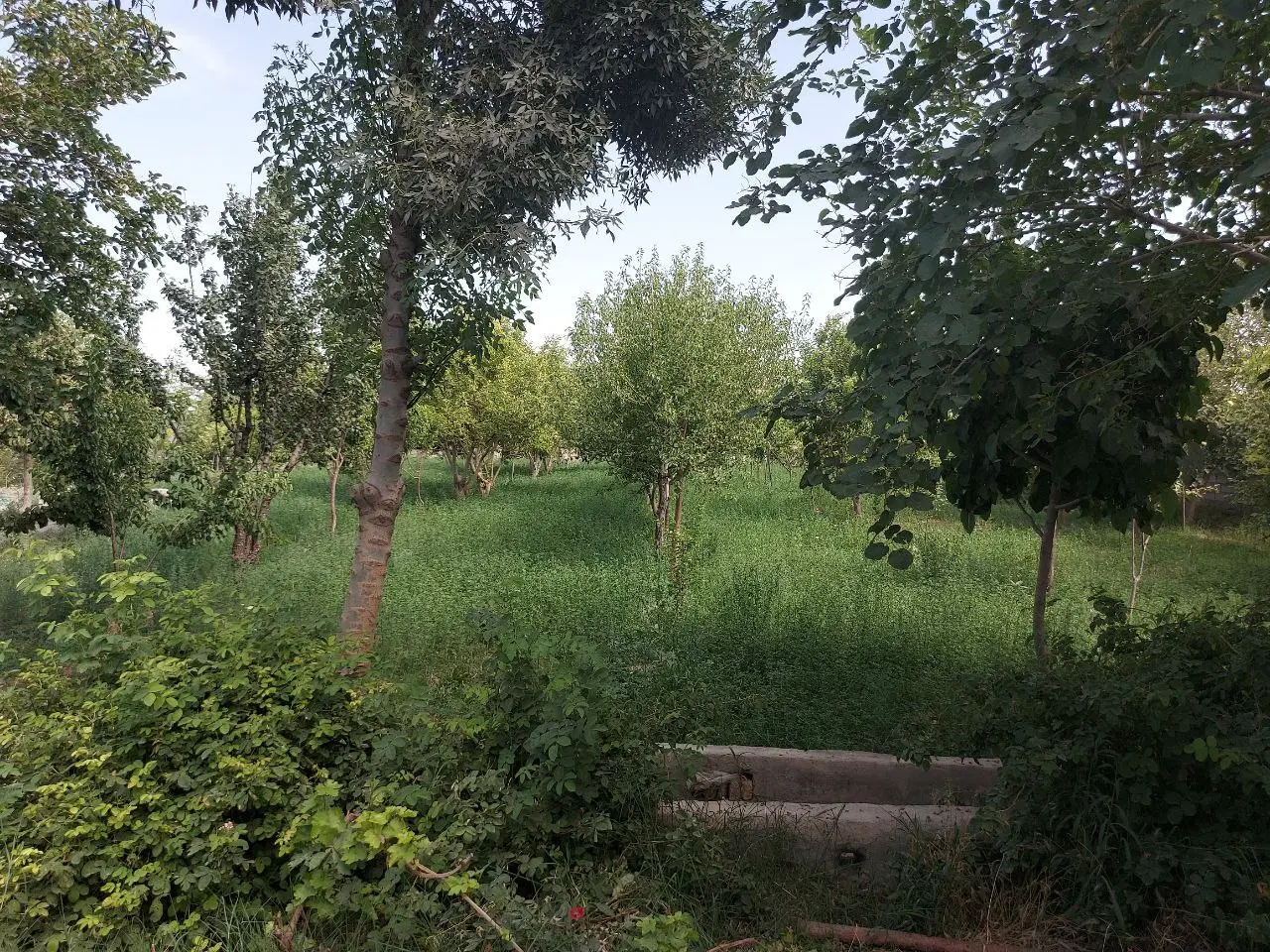 2000متر باغ سند آستانه 500متر تا مترو