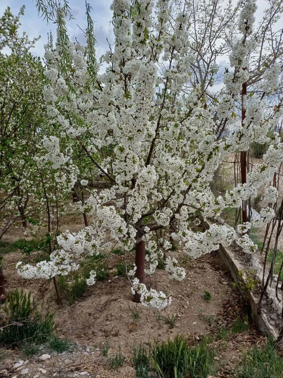 باغ‌۵۵۰متری‌درلنجان
