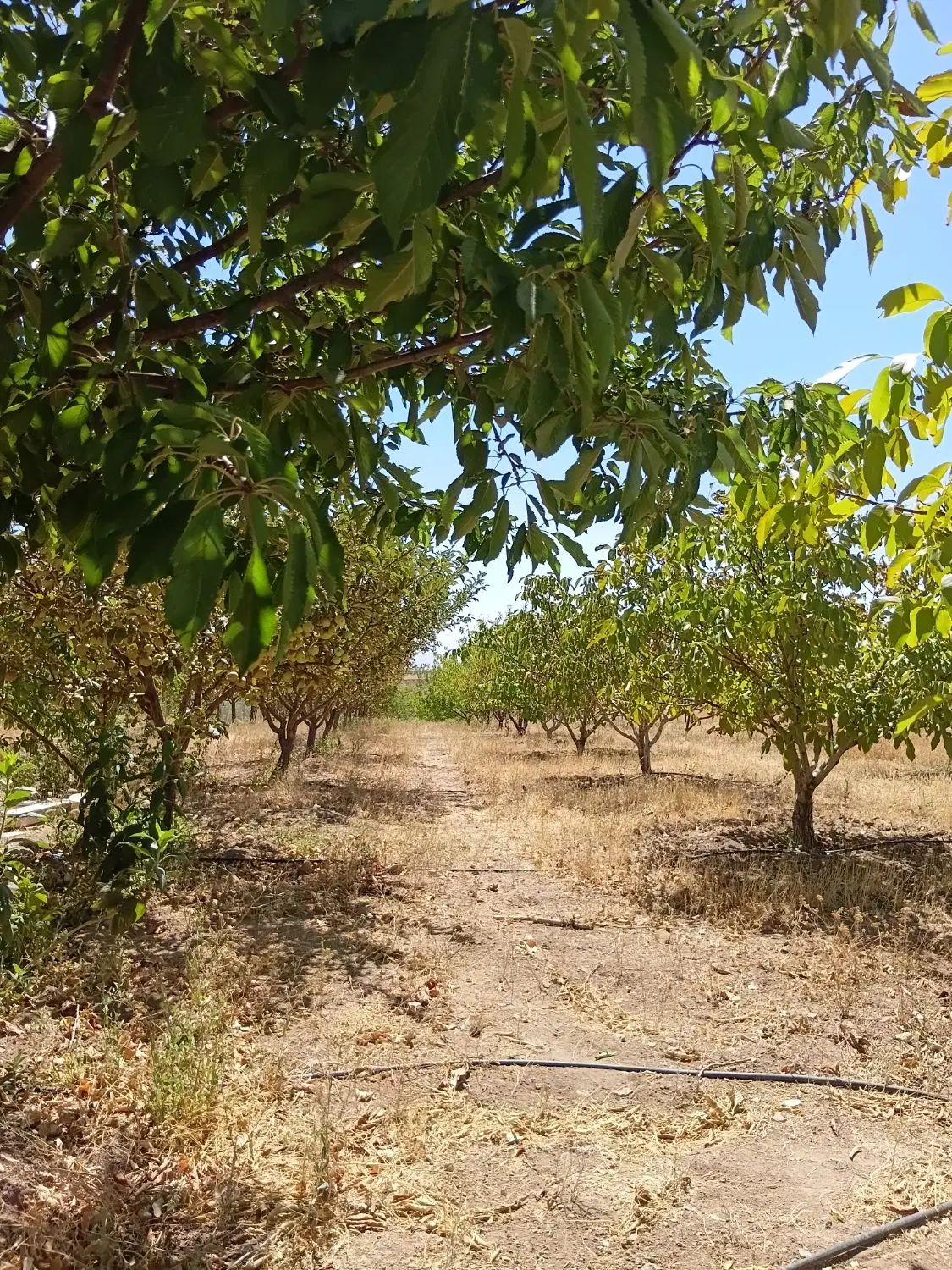 باغ در سارمساقلو
