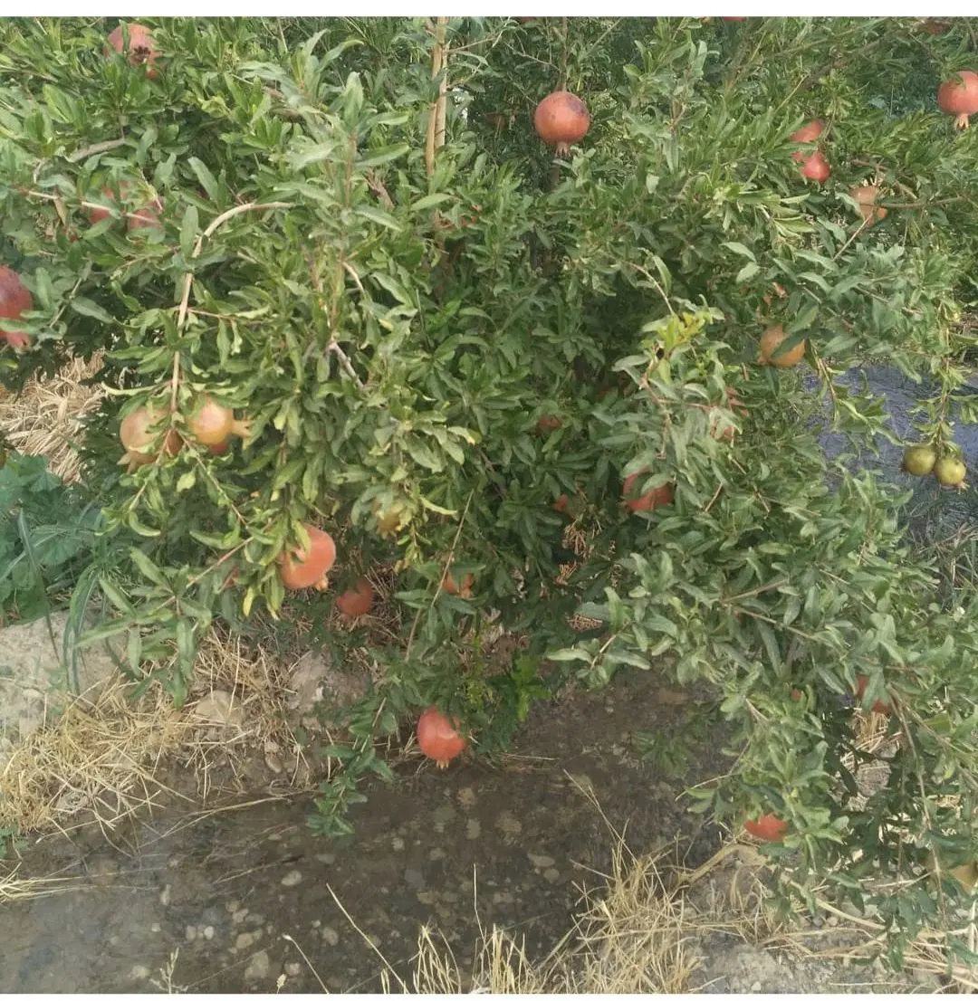 نیم هکتار باغ انارو انجیر