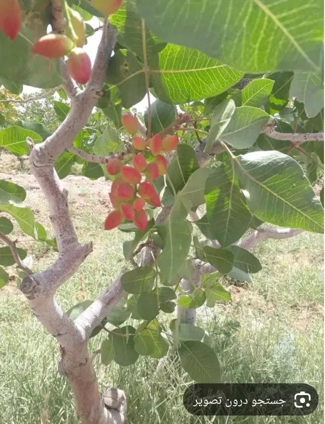 فروش باغ پسته احمد آقایی