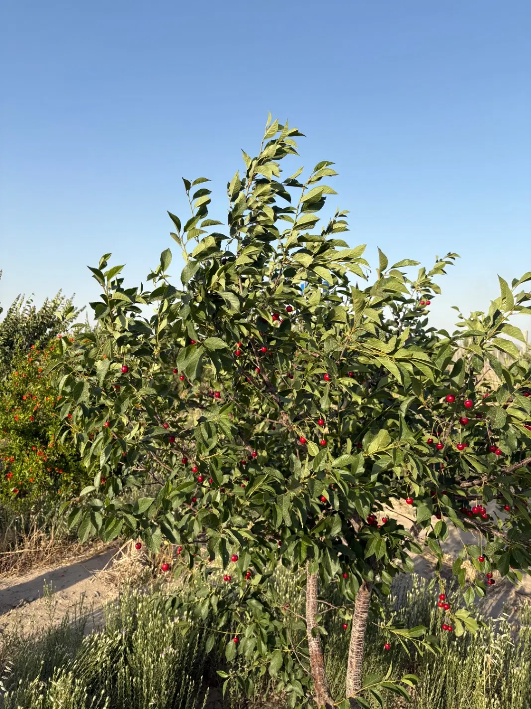 باغ ۱۰۰۰ متری نوده