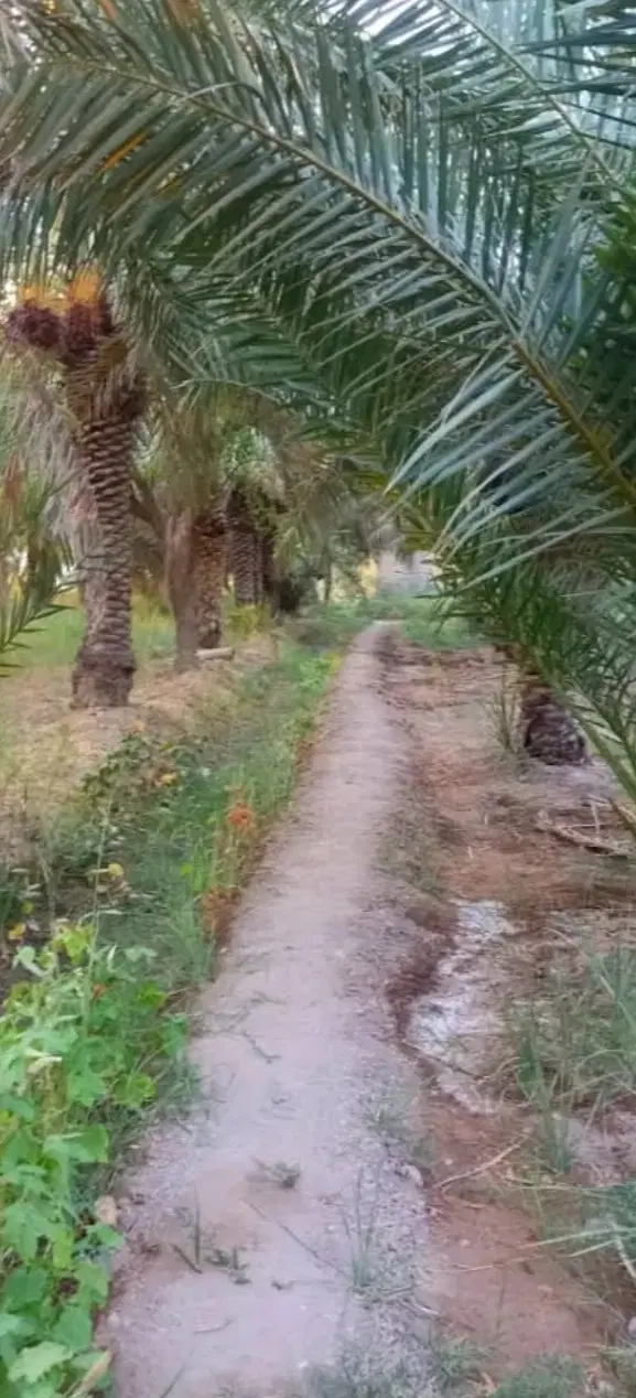 زمین زراعی (تجاری . مسکونی)