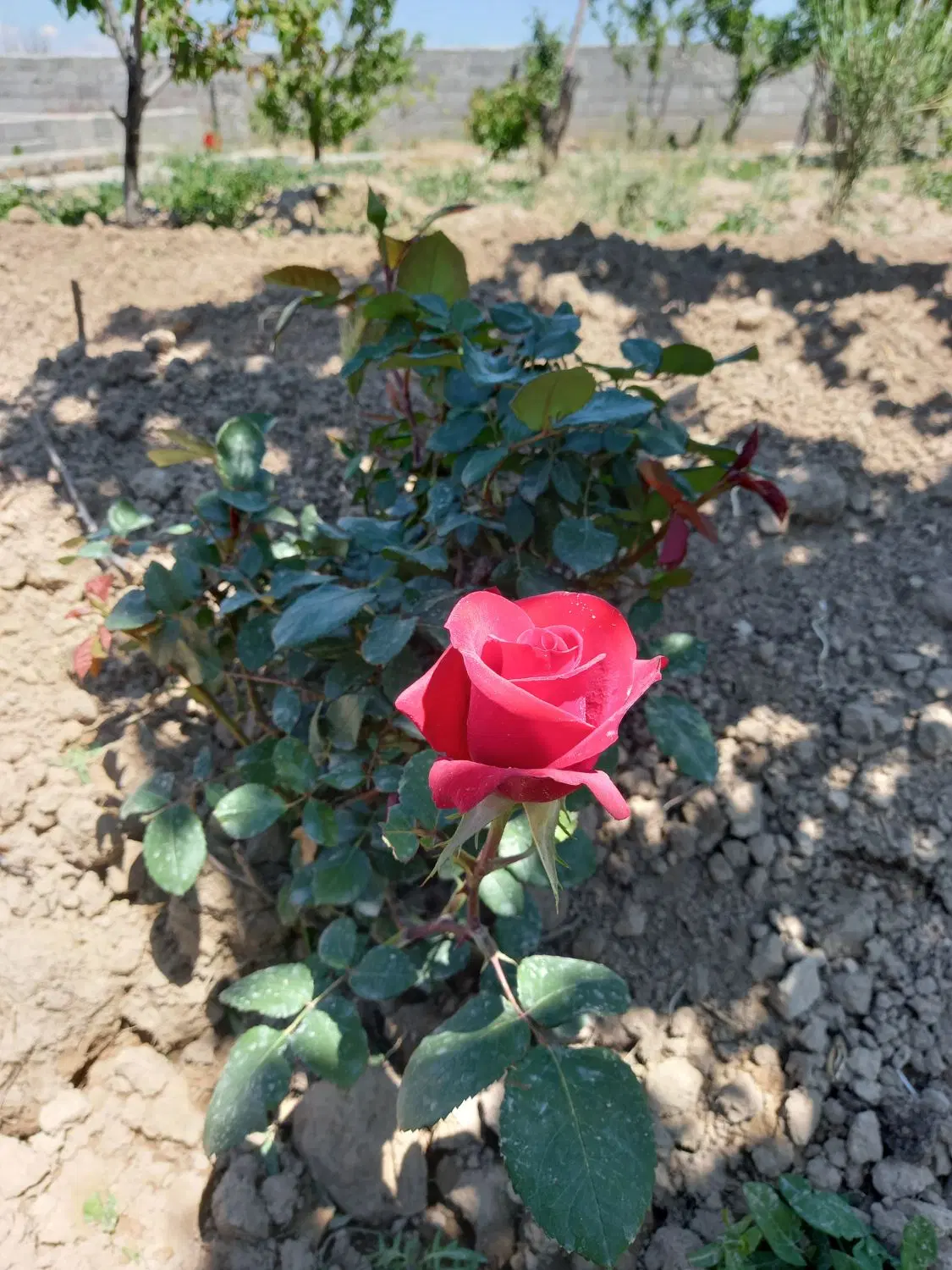 ۵۰۰ متر زمین دارای سهمیه اب