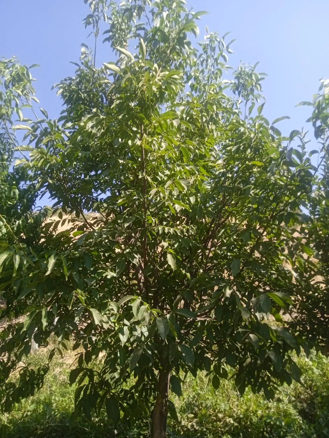 باغ کشاورزی