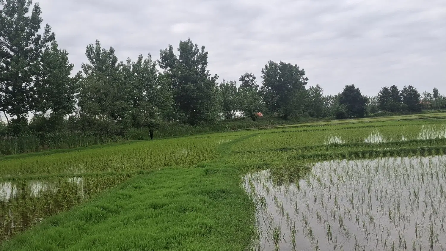زمین گشاورزی به متراژ ۱۰ هزارمتر