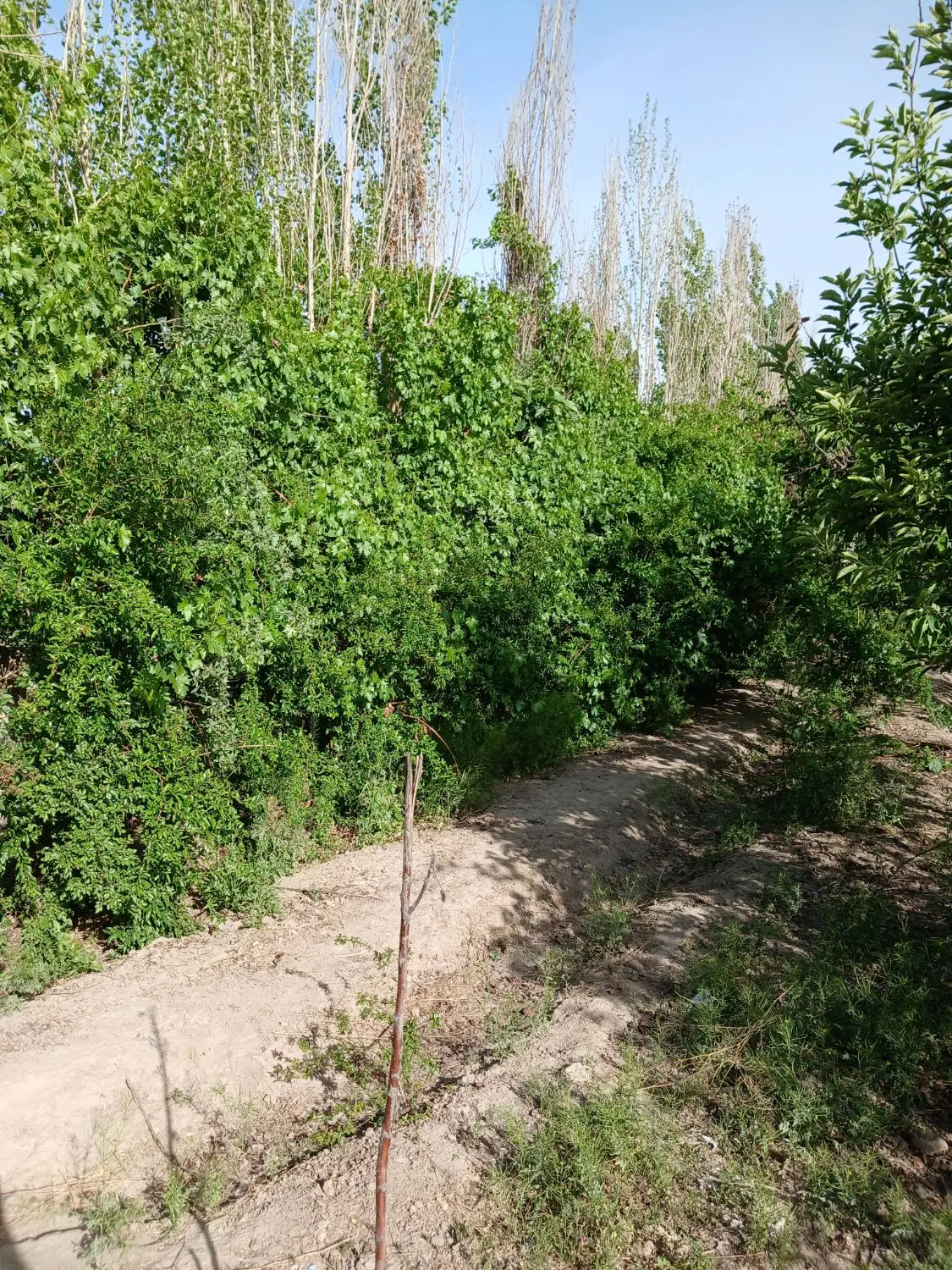 فیش زمین ۱۶۰ متری ندامتگاه ۱۲۰واریزی