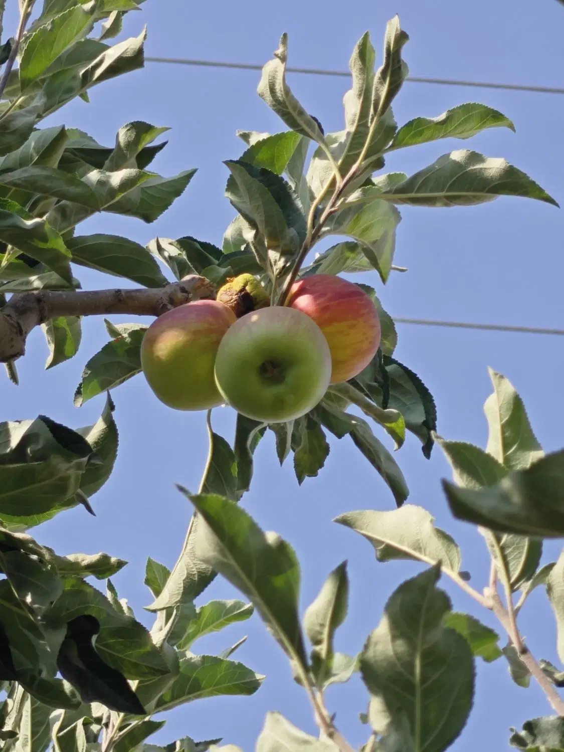 فروش زمین باغ با درختان سیب سند تک برگ آب برق گاز