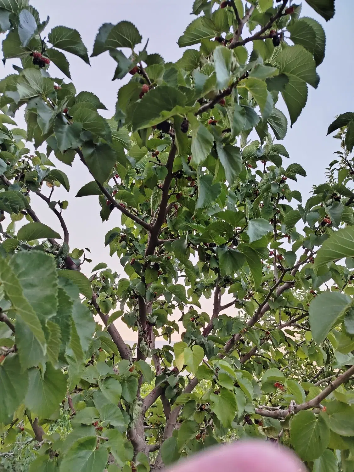 اجاره باغ گردو