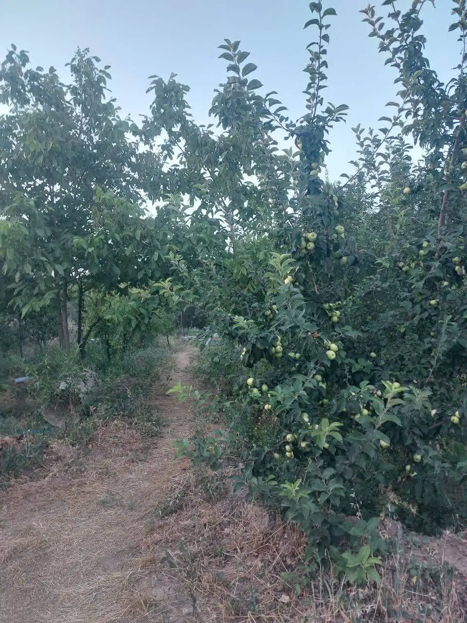 فروش باغ فوری