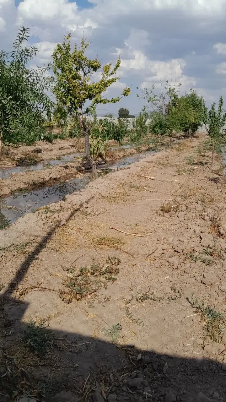 زمین باغی در قراملک