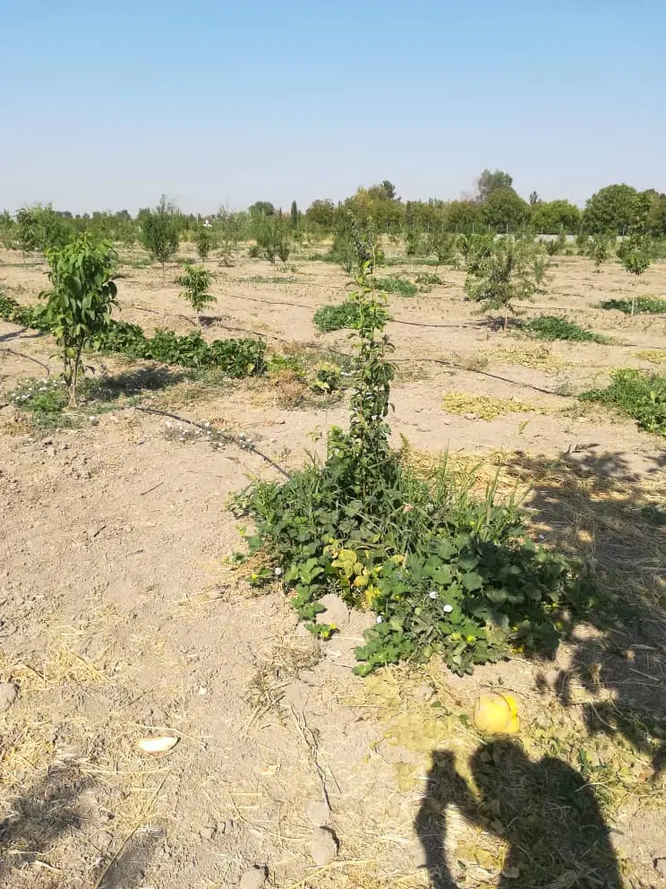 زمین باغی جلیان(گلیون)