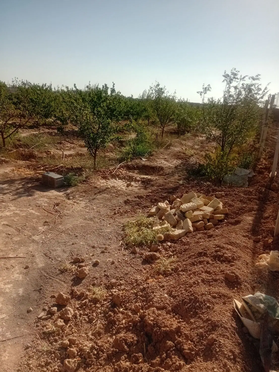 باغ در یونس آباد