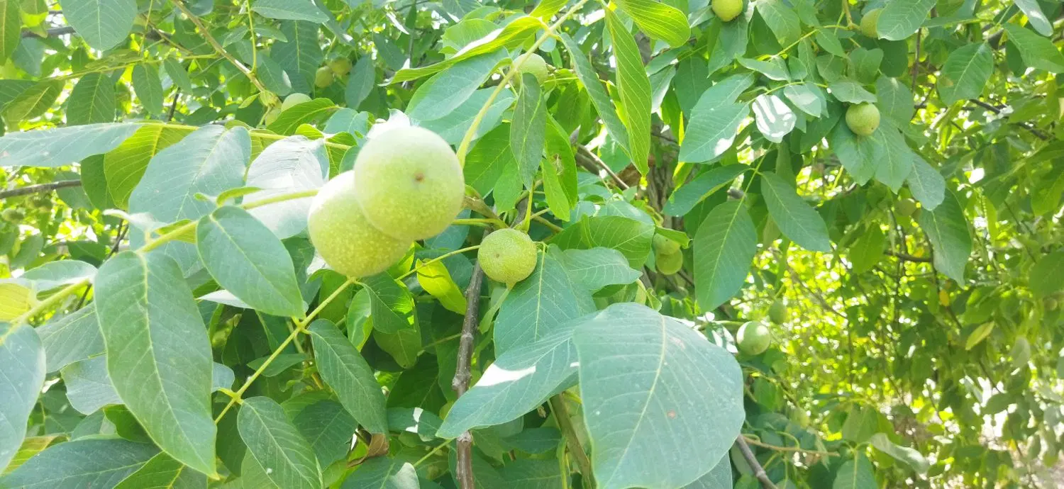 باغ فروشی