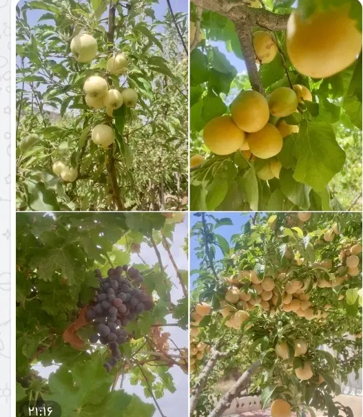 باغ،خانه باغ ۸۰۰متری ،قشلاق