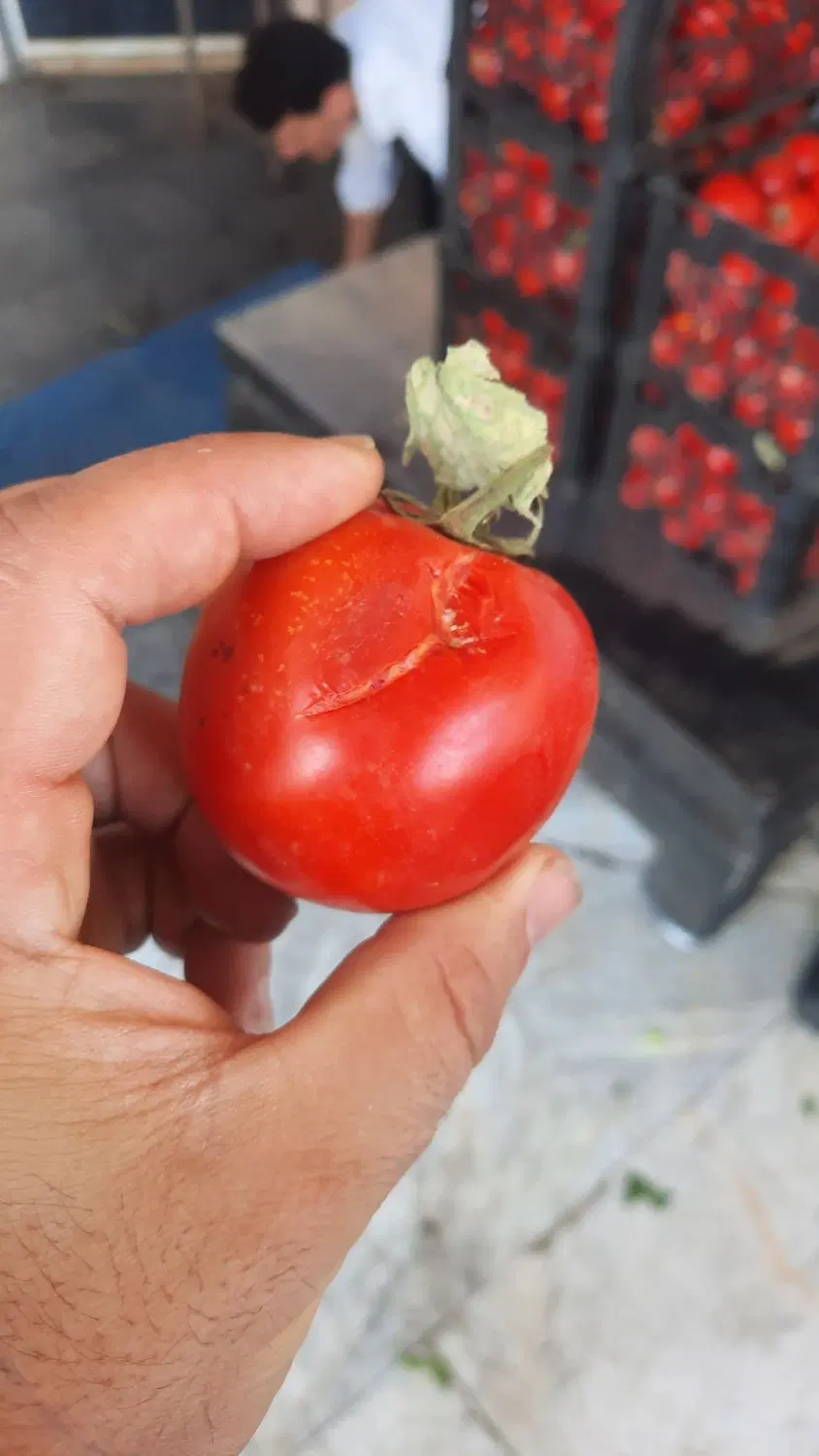 اجاره رایگان قسمتی از مغازه به سبزی فروشی