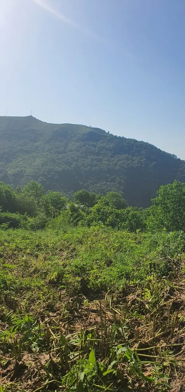 زمین مسکونی بالای جنگل تنگه