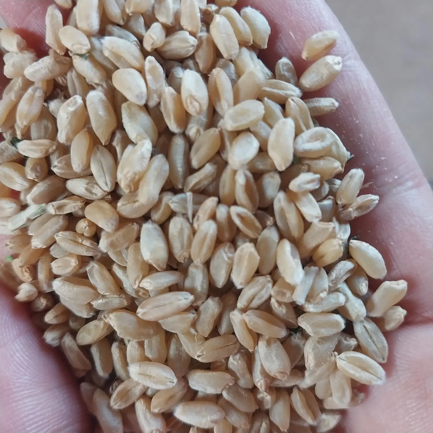 فروش گندم