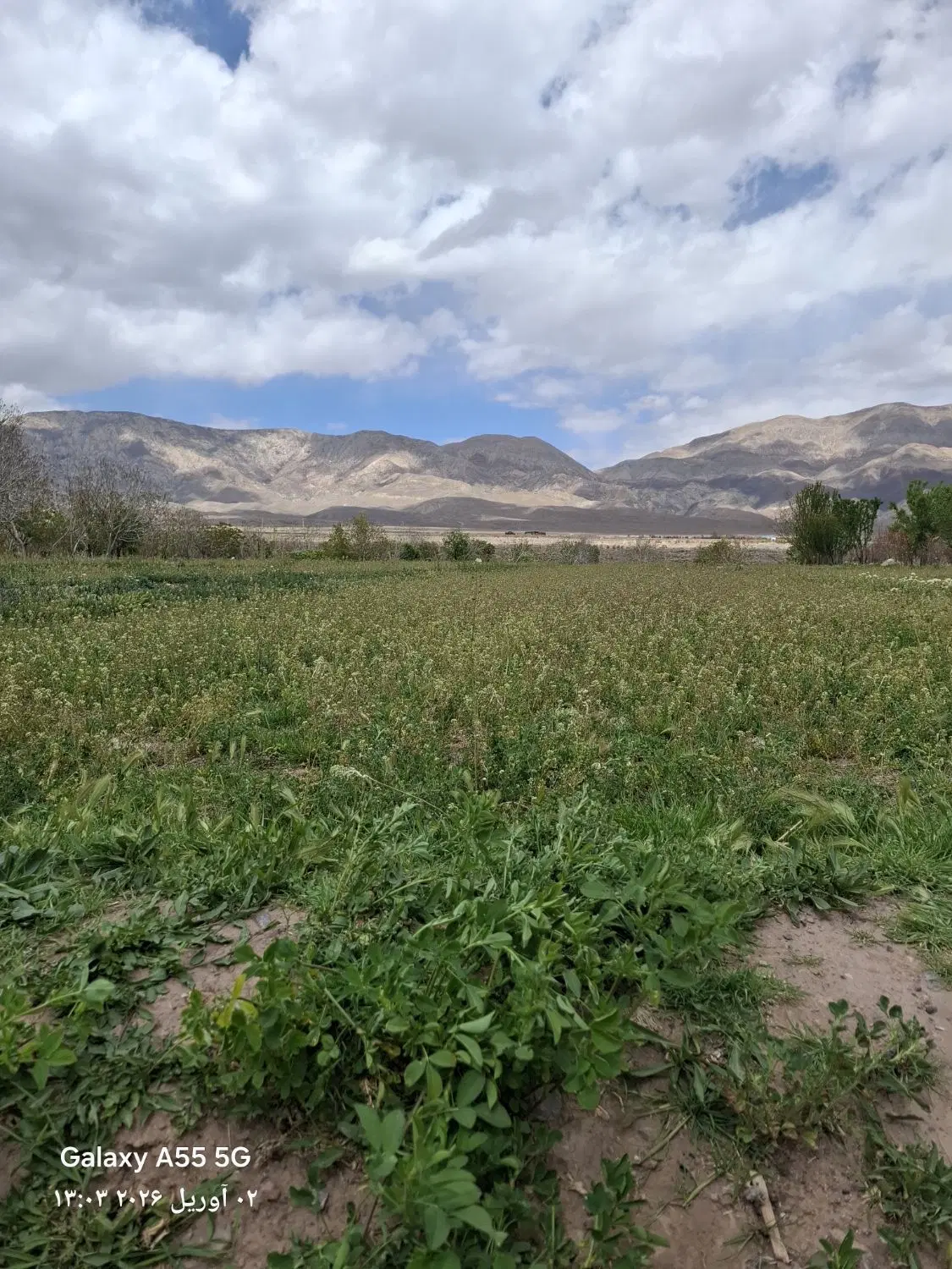 زمین ۱۷۰ متری شمالی بلوار رضوان