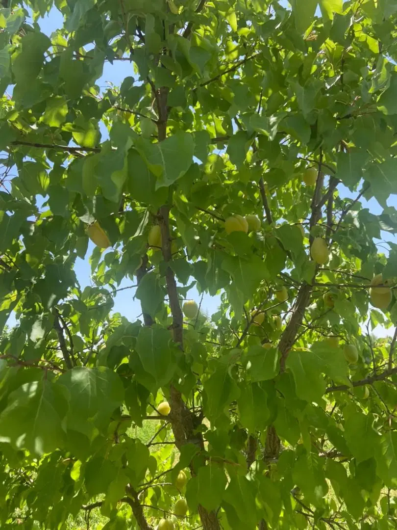 فروش باغ در روستای رند