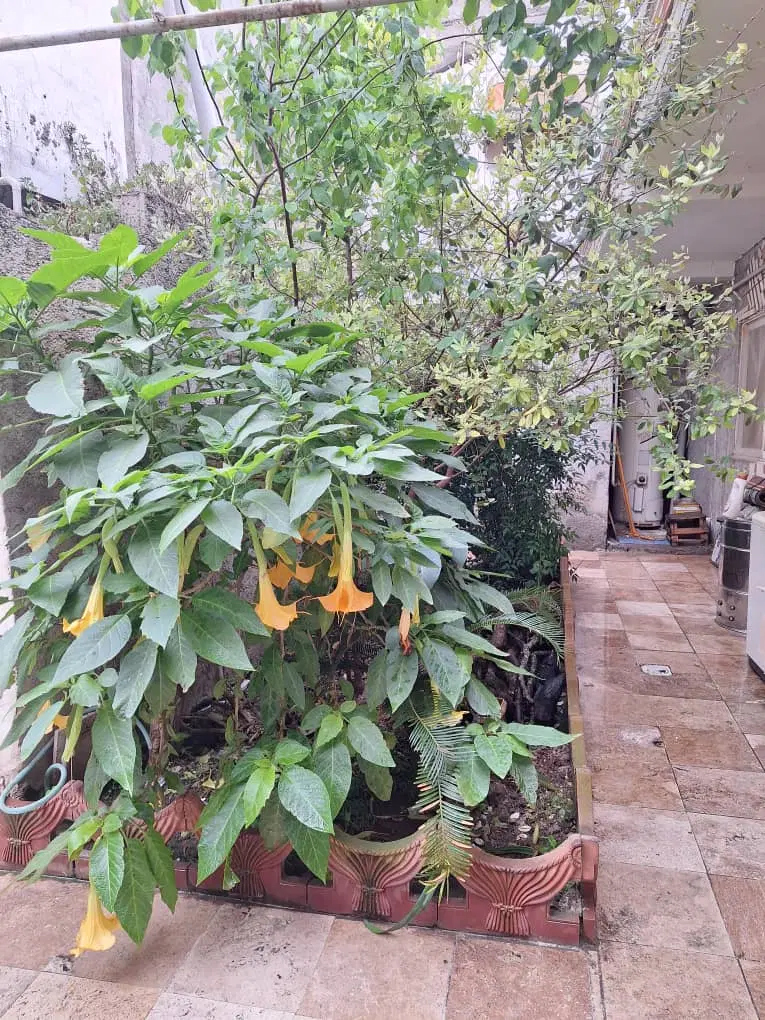 خانه ویلایی اجاره ای