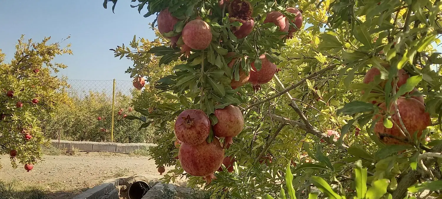 باغ انار