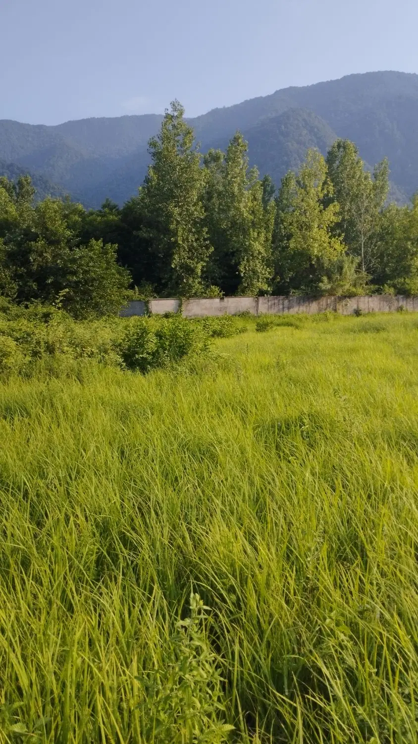 ۳۳۰متر زمین چلندر مالکیم