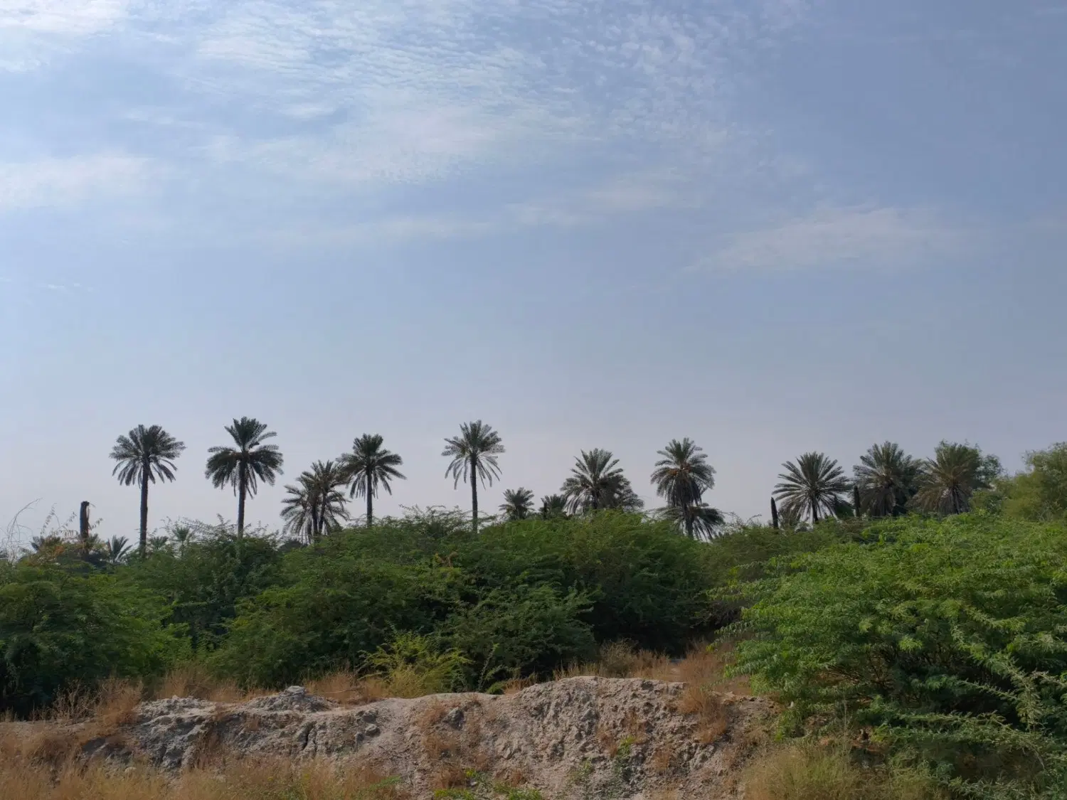 زمین شهوار میناب