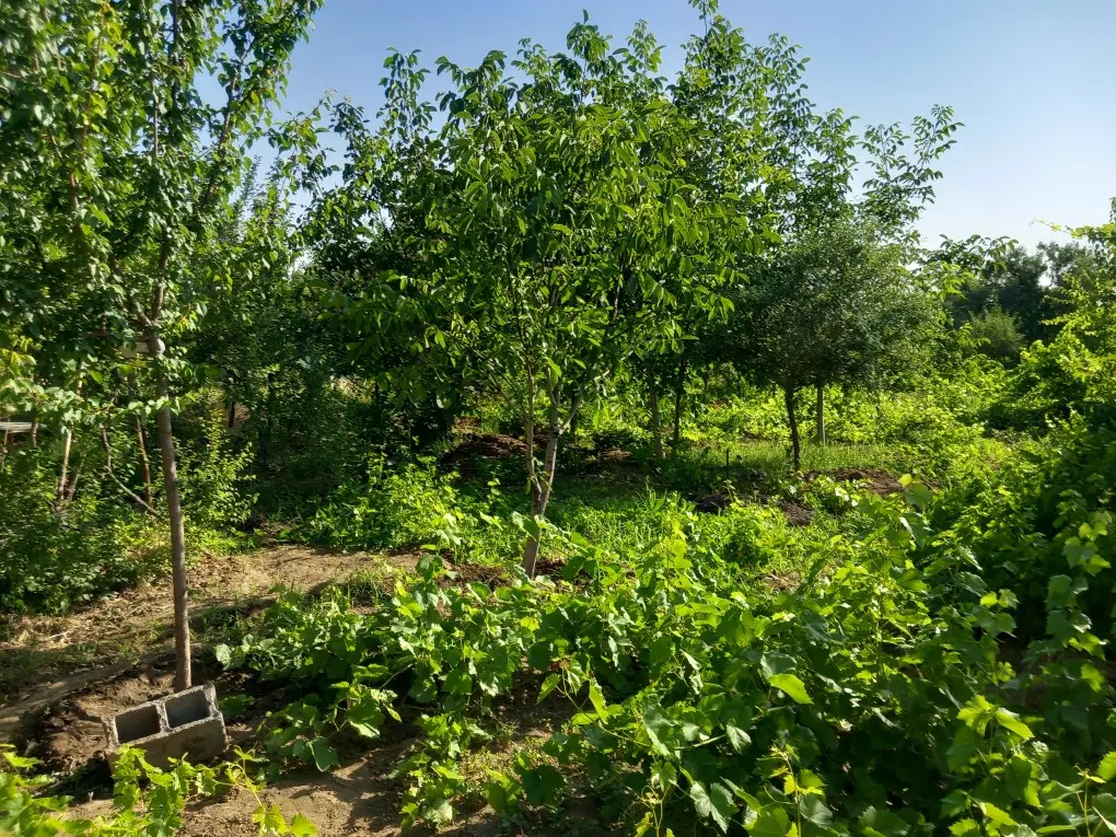 باغ واقع در حیدره