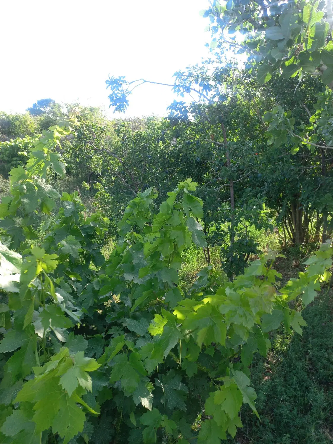 باغ در روستای فیروزآباد