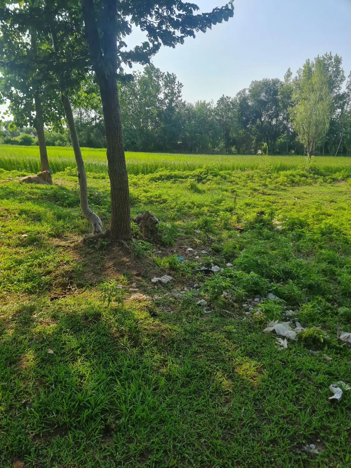 فروش زمین مسکونی