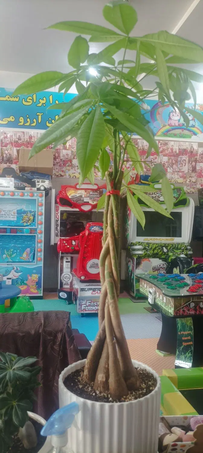 مغازه