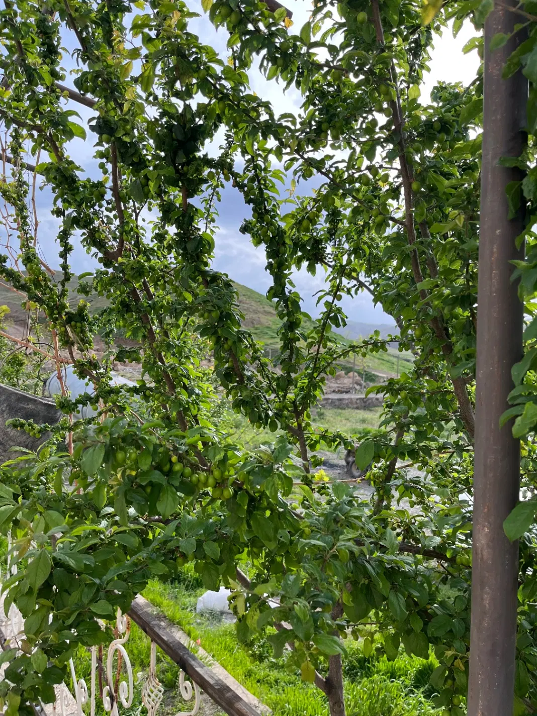 باغ ۱۰۰۰ متری در طرقبه