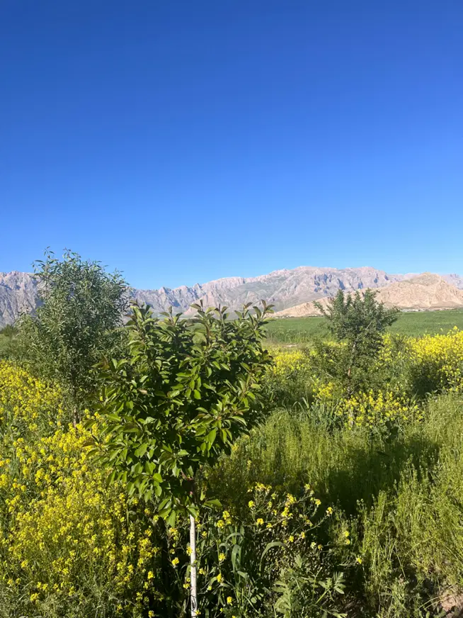 باغ ۱۰۰۰ متری جاده روانسر