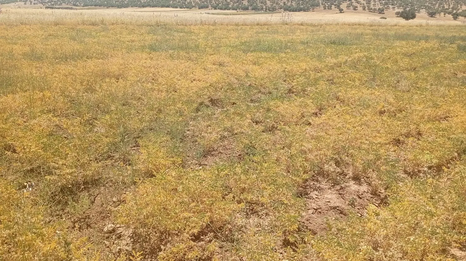 اجاره یک دامداری دور برگردان گلال سیاه