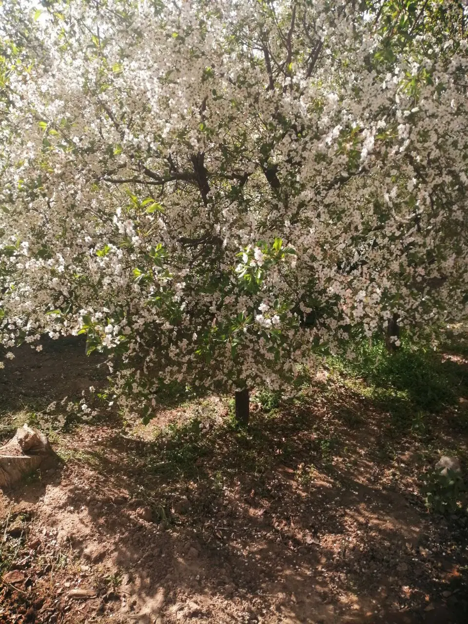 واحدمسکونی در منطقه گردشگری دهبکری