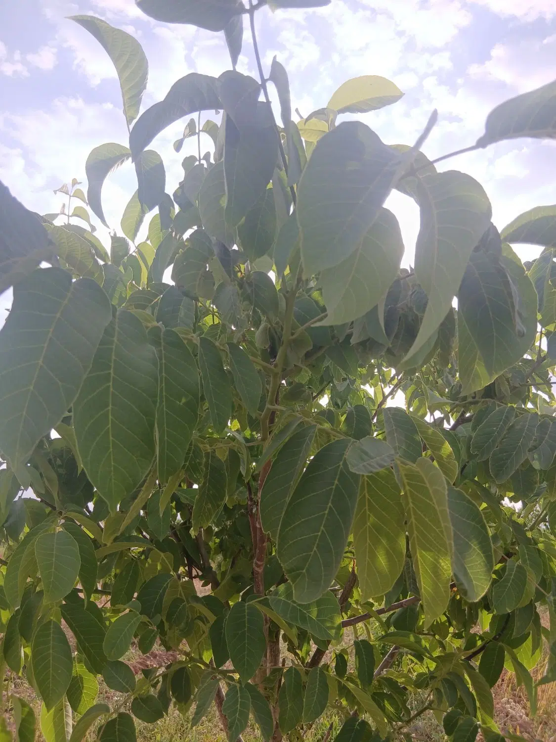 فروش باغ روستای بلمیر( فریدن)