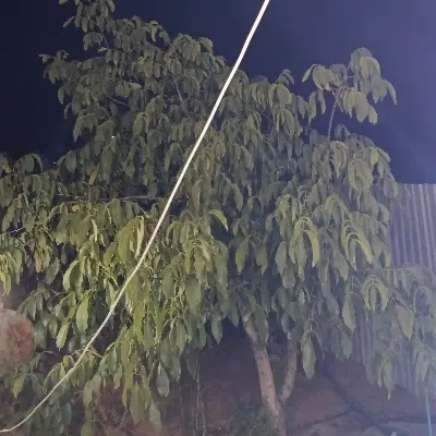 فروش زمین کشاورزی (حسن آباد)