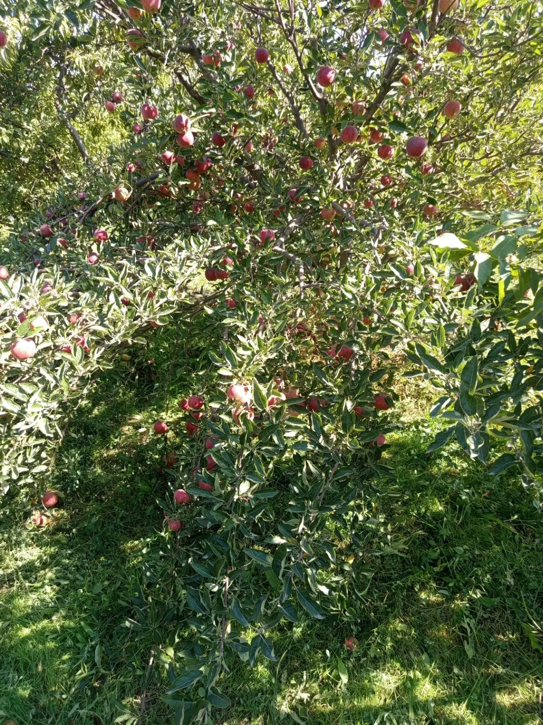 باغ سیب برای اجاره واگذار میشود
